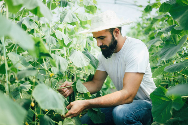 Attractive happy male farmer working in his greenhouse - Foto, Imagen