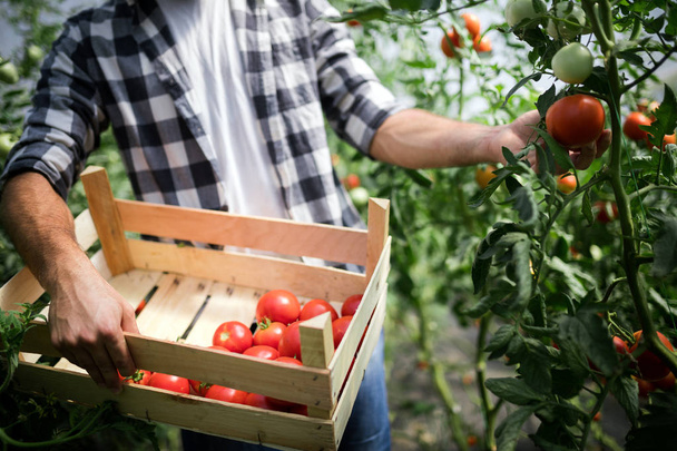 Caucasian farmer picking fresh tomatoes from his hothouse garden - 写真・画像