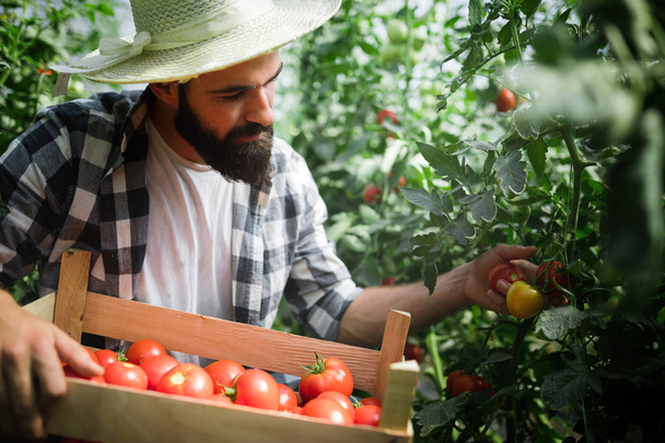 Male handsome farmer picking fresh tomatoes from his hothouse garden - Foto, Imagen