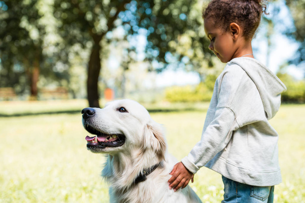 side view of adorable african american kid palming golden retriever in park - Photo, Image