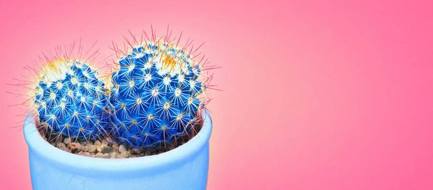 Cactus blue neon Art Fashion Design. Cacti in ceramic pot Minimal concept. Blue Mood on pink background. Trendy Bright Color.  - Photo, Image