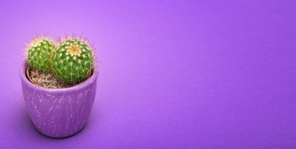 Cactus closeup front view in ceramic pot Fashion Design. Cacti Minimal summer still life concept. Green Mood on ultra Violet background. - Photo, Image
