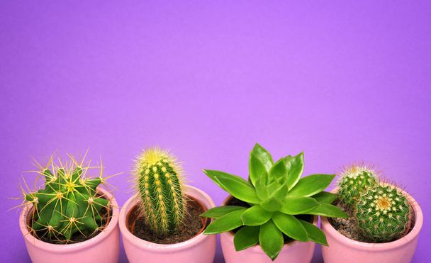 Fashion Design Cactus closeup succulent front view in purple ceramic pot with copy space. Cacti Minimal summer still life concept. Green neon Mood on ultra Violet background. Trendy Bright Color.  - Photo, Image