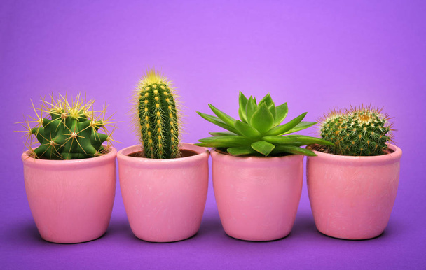 Vooraanzicht van de cactus in paarse keramische pot Fashion Design. Cactussen minimale zomer stilleven concept. Groene neon stemming op ultra violette achtergrond. Trendy lichte kleur.  - Foto, afbeelding