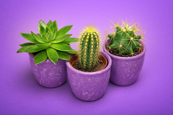 Cactus succulenta vista frontale in vaso di ceramica viola Fashion Design. Cacti Minimal summer still life concept. Umore neon verde su sfondo ultra viola. Colore luminoso alla moda
.  - Foto, immagini