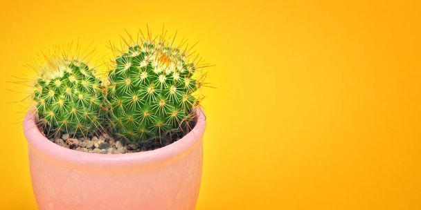 Cactus closeup front view in ceramic pot Fashion Design. Cacti Minimal summer still life concept. Green Mood on pastel Orange background. Trendy Bright Color.  - 写真・画像