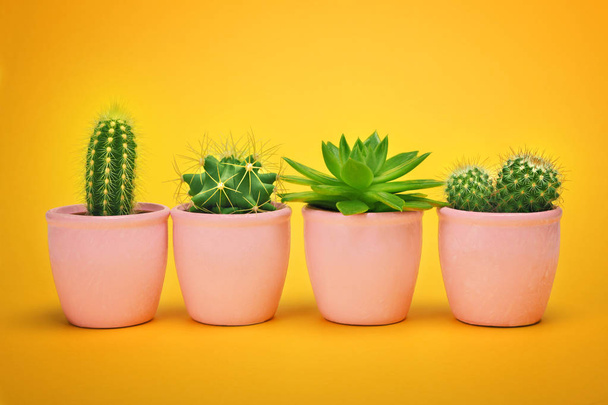 Creative layout Cactus set in ceramic pot Fashion Design. Cacti Minimal summer still life concept. Green Mood on pastel Orange background. Trendy Bright Color.  - Foto, Bild