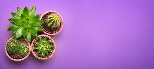 Cactus verde suculento en maceta de cerámica vista superior con espacio de copia en color pastel fondo naranja. Concepto mínimo. Piso Lay
.  - Foto, Imagen