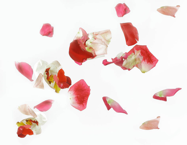 abstract background of pink petals.photo with place for text - 写真・画像