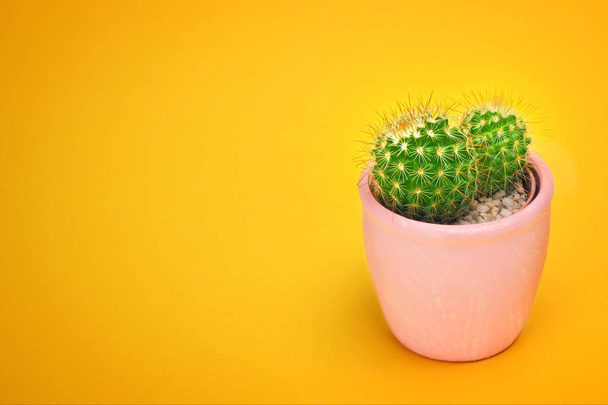Cactus closeup front view in ceramic pot Fashion Design. Cacti Minimal summer still life concept. Trendy Bright Color. Green Mood on pastel Orange background. - Foto, immagini