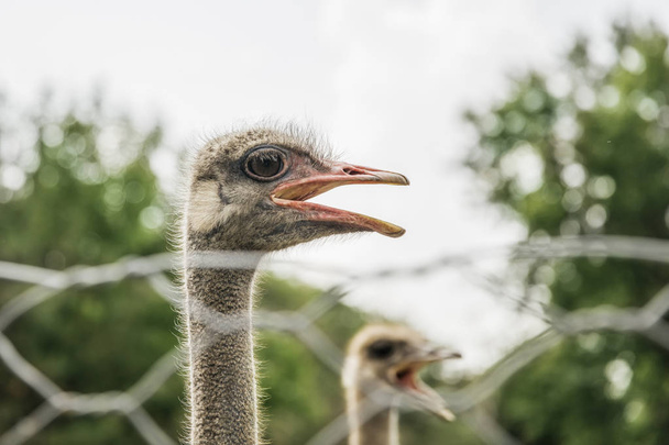 Primer plano de la cabeza de un avestruz en una granja
 - Foto, imagen