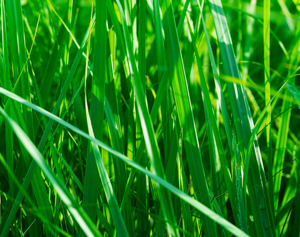 Macro view of green grass on the sunset, backdrop - Photo, Image