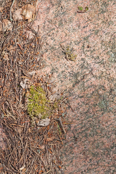 Гранітні скелі з Мосс і ялин голки у Varmland Швеції - Фото, зображення