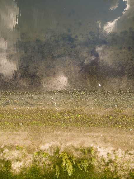 Lennokki veden yllä
 - Valokuva, kuva