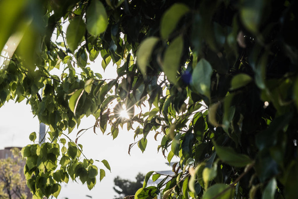 промені сонця, що проходять між листям дерева
 - Фото, зображення