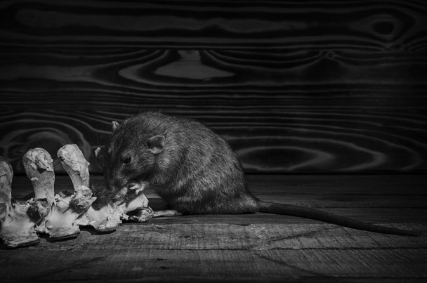 A rat gnaws meat from bones, in black and white. - Zdjęcie, obraz
