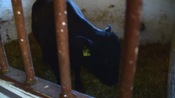 Angus bika az istállóban - Felvétel, videó