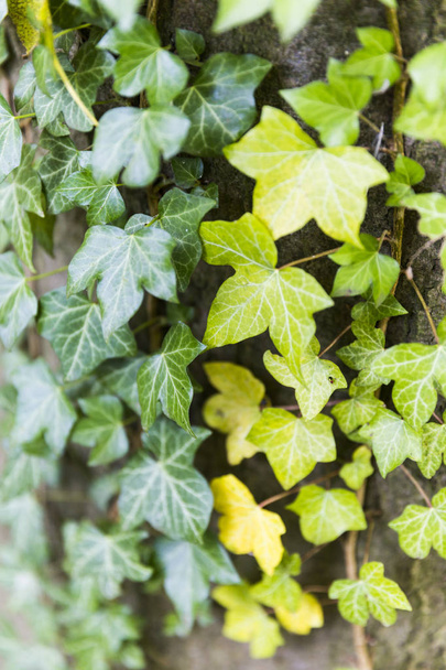 Красиві крихітні листя, що ростуть з різною швидкістю, показують діапазон доступних кольорів
. - Фото, зображення