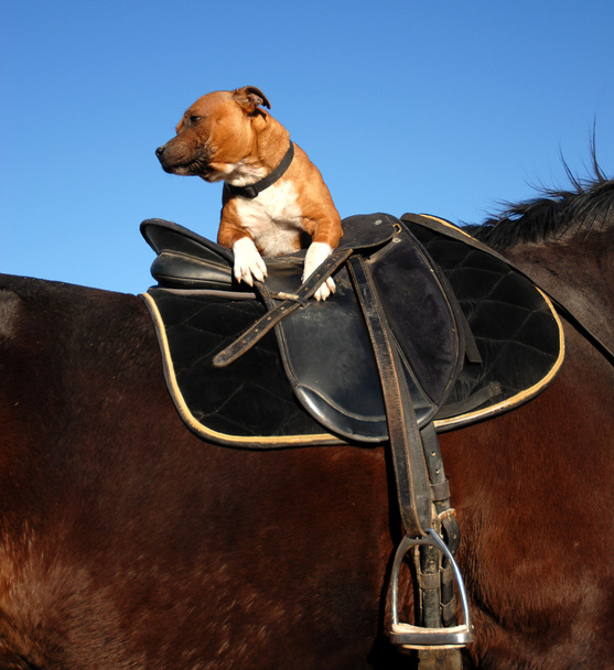 Staffordshire bull terrier i koń - Zdjęcie, obraz