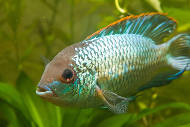 Nannacara anomala neon modrý, dospělé samice cichlid, sladkovodní ryby, přírodní akvárium, detailní příroda Foto - Fotografie, Obrázek