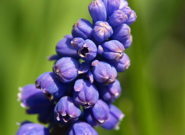 Цвітіння виноград Hyacinth
 - Фото, зображення