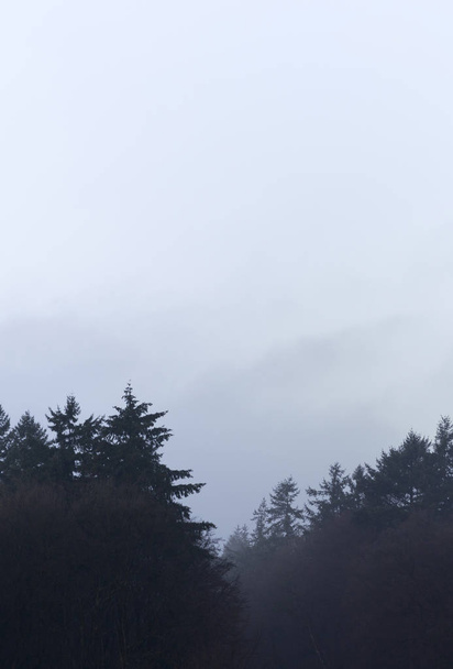 туманное утро в лесу - Фото, изображение