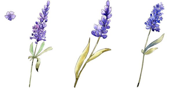 Watercolor purple lavender flowers. Floral botanical flower. Isolated illustration element. Aquarelle wildflower for background, texture, wrapper pattern, frame or border. - Foto, Imagen