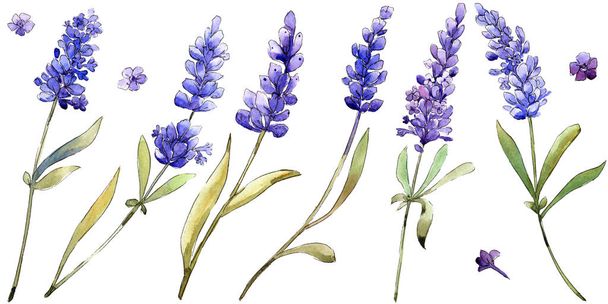 Watercolor purple lavender flowers. Floral botanical flower. Isolated illustration element. Aquarelle wildflower for background, texture, wrapper pattern, frame or border. - Фото, зображення
