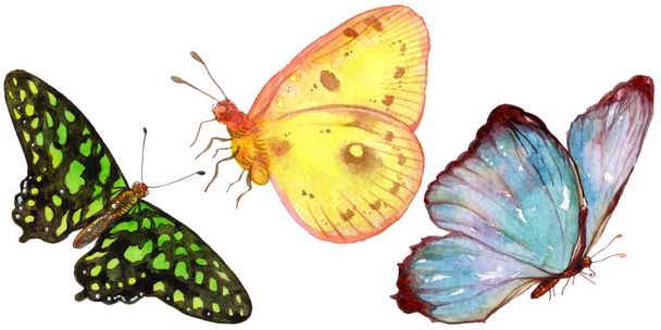 Farfalle esotiche insetto selvatico in stile acquerello isolato. Nome completo dell'insetto: farfalle. Insetto selvatico Aquarelle per sfondo, texture, modello di involucro o tatuaggio
. - Foto, immagini