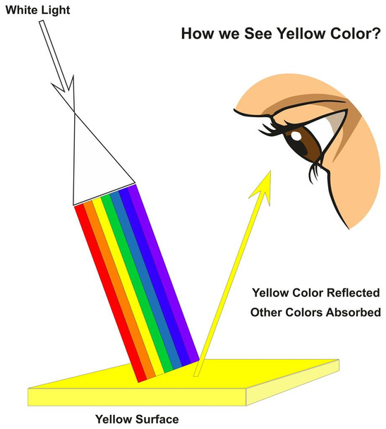 How we See Yellow Color infographic diagram showing visible spectrum light on surface and colors reflected or absorbed according to its color for physics science education - Vector, Image
