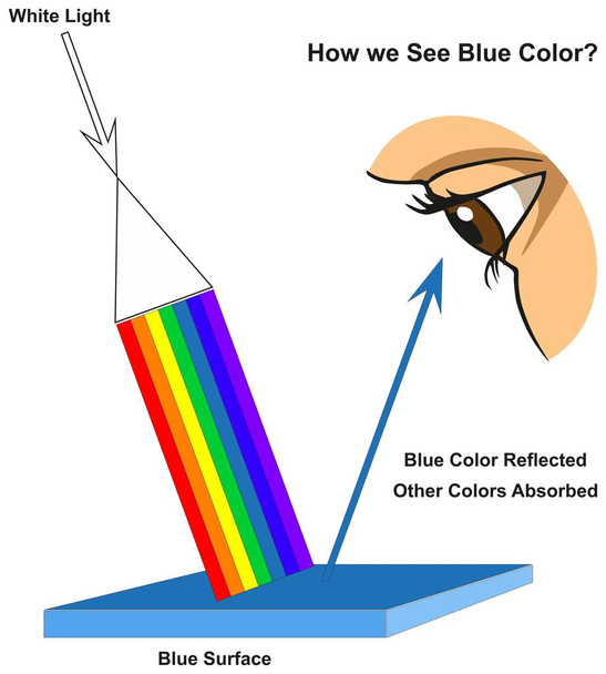 How we See Blue Color infographic diagram showing visible spectrum light on surface and colors reflected or absorbed according to its color for physics science education - Vector, Image