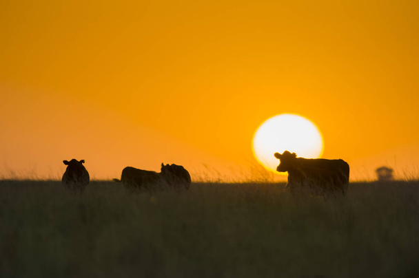 vacas pastando com pôr do sol no fundo
 - Foto, Imagem