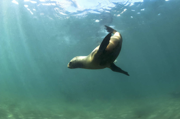 south american sea lion - Photo, Image