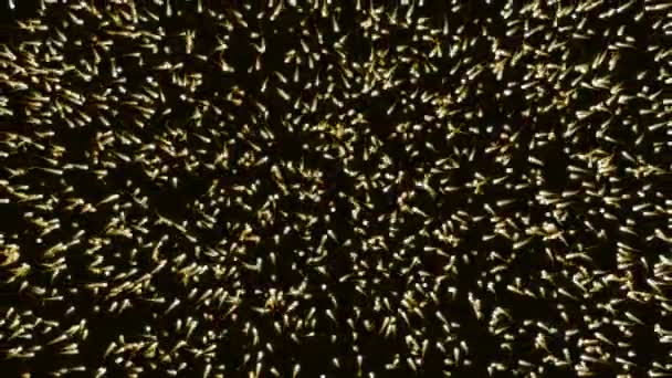 Streszczenie animacji komputerowej naukowych z 3d renderowania obiektów w przestrzeni brązowy na czarnym tle - Materiał filmowy, wideo
