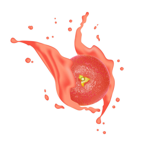 Realistische roze 3d grapefruit SAP splash. Gedetailleerde 3d illustratie geïsoleerd op wit. Element ontwerpen voor Web of Print verpakking. Vectorillustratie.  - Vector, afbeelding