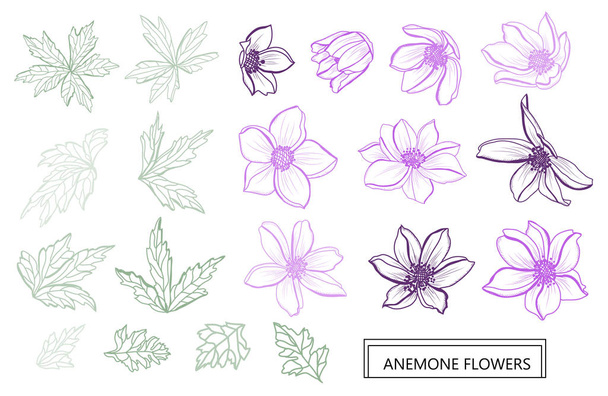 Decorative anemone flowers set, design elements. Can be used for cards, invitations, banners, posters, print design. Floral background in line art style - ベクター画像