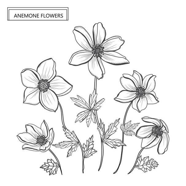 Decorative anemone flowers, design elements. Can be used for cards, invitations, banners, posters, print design. Floral background in line art style - Διάνυσμα, εικόνα