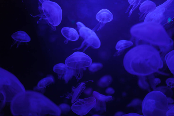 Jellyfish in action in the aquarium,Creating beautiful effect while in motion - Foto, afbeelding