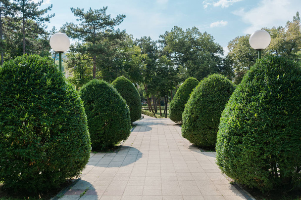 Beautiful garden decoration plant bush and walking path and tree in public park and spa resort on sunny summer day - Photo, Image