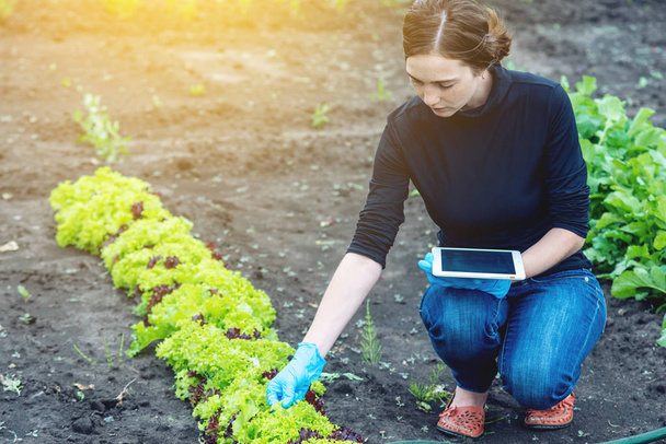 Agronom specjalista kobieta trzymając tablet. Koncepcja kontrola jakości produkcji w gospodarstwach rolnych - Zdjęcie, obraz