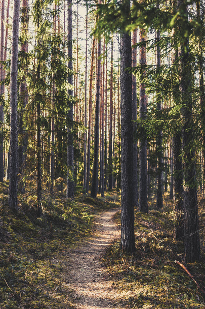 Rauhallinen ja aurinkoinen Euroopan kevät metsässä, jossa aurinko paistaa puiden päällä - vintage look edit
 - Valokuva, kuva