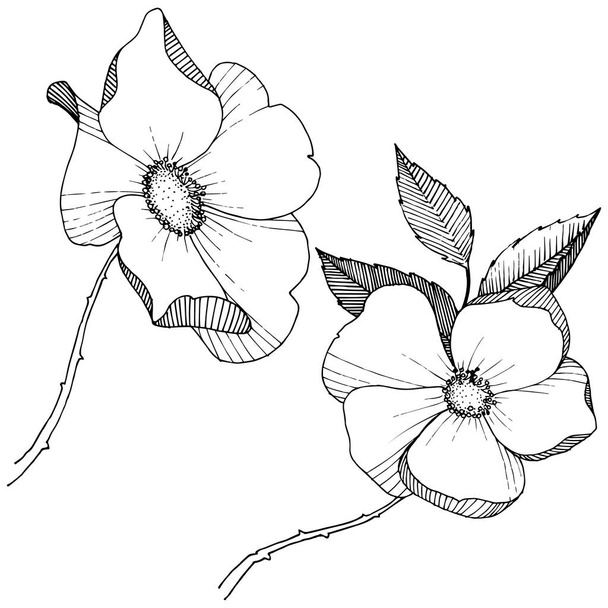 Wild rose in de stijl van een vector geïsoleerd. Volledige naam van de plant: roos. Vector bloem voor achtergrond, textuur, wrapper patroon, frame of rand. - Vector, afbeelding