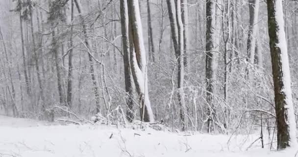 Kar Fırtınası Gününde Güzel Karlı Yaprak Ormanı - Video, Çekim