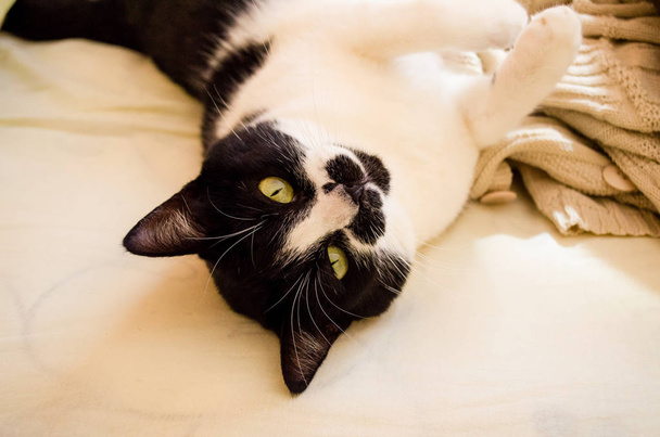 好奇心旺盛な外観とわずかに傾斜した頭を femeale 猫。黒い頭と白い体と甘い足を持つ猫. - 写真・画像