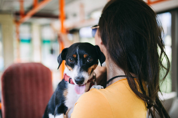 muodikas nuori tyttö koiran kanssa kaupungin bussissa
  - Valokuva, kuva