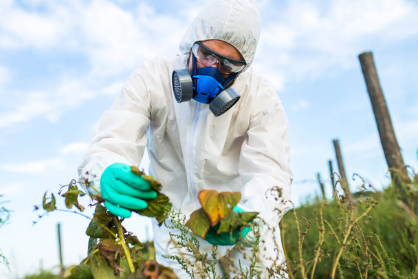 Schädlingsbekämpfung in der Landwirtschaft - junge Arbeiter in Schutzanzügen kontrollieren Obstplantagen. - Foto, Bild