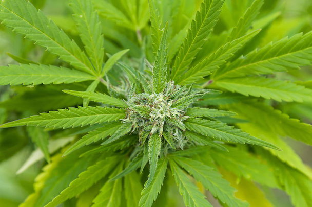 Hojas de cannabis y flores cultivadas al aire libre
 - Foto, Imagen