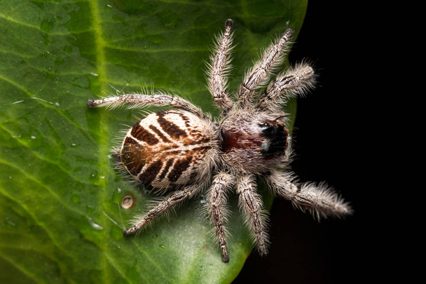 Close-up of Jumping Spider , Jumping Spider of Borneo , Jumping Spider , Beautiful Jumping Spider - Fotoğraf, Görsel