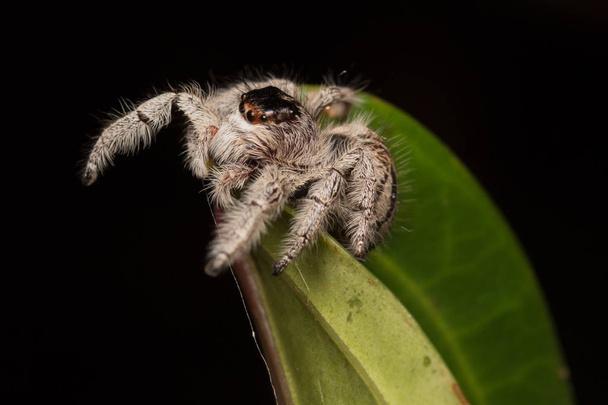 Primo piano del ragno di salto, ragno di salto del Borneo, ragno di salto, ragno di salto bello
 - Foto, immagini
