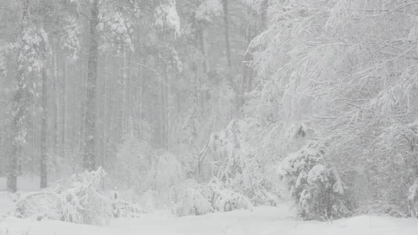 Güzel Kar Fırtınası Gününde Kar Ormanı - Video, Çekim